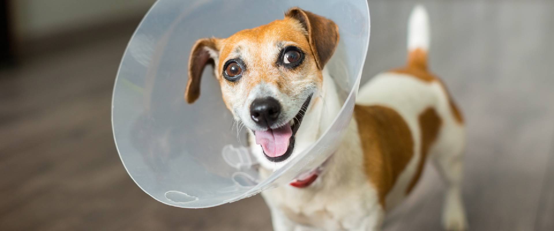 Alternative to the cone shop of shame for dogs